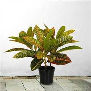 Pokok Corton Tiruan dalam Pasu