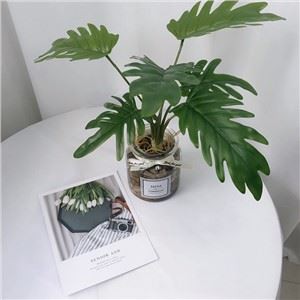 Tumbuhan Berpasu Philodendron Tiruan