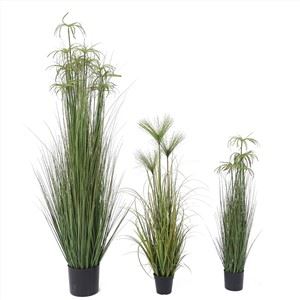 Loji Rumput Bawang Palsu